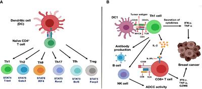 Intercepting Premalignant, Preinvasive Breast Lesions Through Vaccination